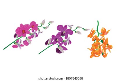 orchid flower on white background and Beautiful orchids on white background isolated