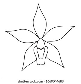 Orchid flower outline icon. Vector illustration 