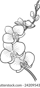 Orchid flower outline illustration isolated