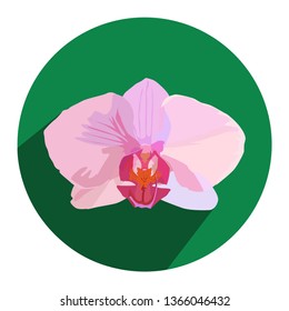 Orchid flower pink color burgundy middle. Orchid in a green circle casts a shadow. For advertising blooming orchids.