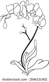 Orchid flower in plant vector
