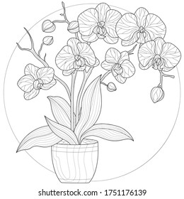 Orchid flower in a pot.Coloring book antistress for children and adults. Illustration isolated on white background.Zen-tangle style.Black and white drawing.