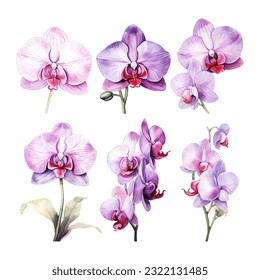 orchid fllower set Aquarell Vektorgrafik.isolierter weißer Hintergrund. Einladung zur Hochzeit, Druck, Sublimierung, Schlamm, T-Shirt, Schuster