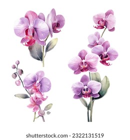 orchid fllower set Aquarell Vektorgrafik.isolierter weißer Hintergrund. Einladung zur Hochzeit, Druck, Sublimierung, Schlamm, T-Shirt, Schuster