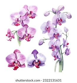 orchid flower set watercolor vector illustration.isolated white background. wedding invitation, print, sublimation, mug, tshirt, tumbler