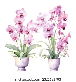 conjunto de flores de orquídeas ilustraciones del vector de acuarela.fondo blanco aislado. invitación a la boda, impresión, sublimación, taza, camiseta, cremallera