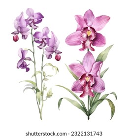 orchid flower set watercolor vector illustration.isolated white background. wedding invitation, print, sublimation, mug, tshirt, tumbler
