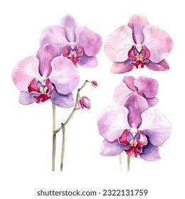 orchid flower set watercolor vector illustration.isolated white background. wedding invitation, print, sublimation, mug, tshirt, tumbler