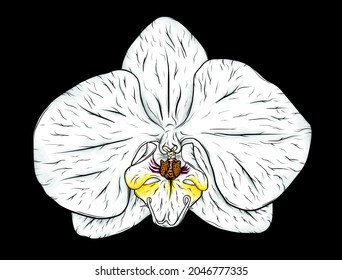 Orchid flower sketch. Orchidaceae phalaenopsis plant. White orchid illustration. Tropical plant. Exotic blossom.