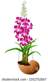 Orchid flower and snail pot isolated on white background graphic vector