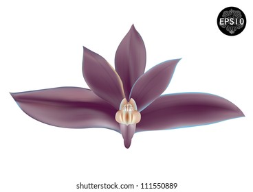 Orchid flower. Vector