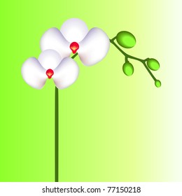 orchid flower vector