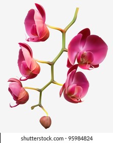 Orchid flower vector background design