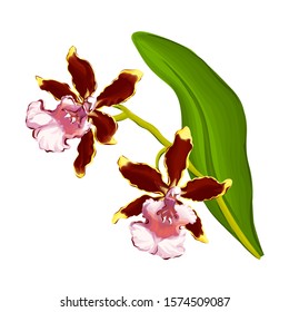 Orchid flower vector botanical illustration