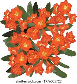 Orchid flower vector Clivia miniata