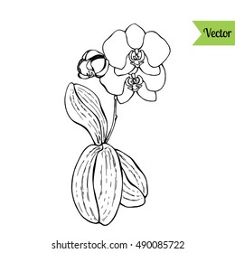 Orchid flower vector. Exotic bouquet.