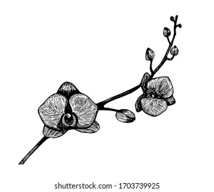 Orchid flower vector. Freehand drawing.