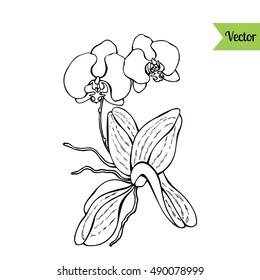 Orchid flower vector. Hand drawn Exotic Plant.