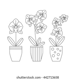 Orchid flower vector icon isolated. Set of house plants in pots. Phalaenopsis made in line style.