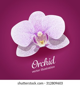 Orchid flower vector illustration