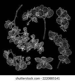 Orchid flower vector illustration with hand drawing style 
