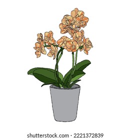 Orchid flower vector illustration with hand drawing style 