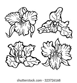 Orchid flower - vector illustration. Orchids  isolated on white background. Flower set