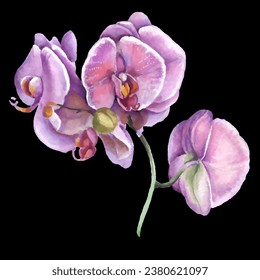 Orchid flower. Vector illustration in watercolor style. Design for textile, wallpapers, Element for design, Greeting card.