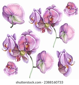 Orchid flower. Vector illustration in watercolor style. Design for textile, wallpapers, Element for design, Greeting card. 