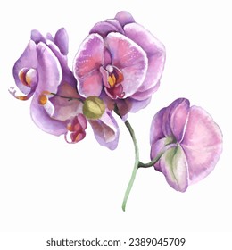 Orchid flower. Vector illustration in watercolor style. Design for textile, wallpapers, Element for design, Greeting card. 