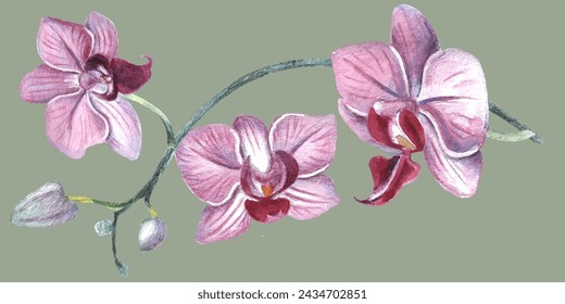 Orchid flower. Vector illustration in watercolor style. Design for textile, wallpapers, Element for design, Greeting card. 