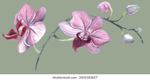 Orchid flower. Vector illustration in watercolor style. Design for textile, wallpapers, Element for design, Greeting card. 