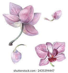 Orchid flower. Vector illustration in watercolor style. Design for textile, wallpapers, Element for design, Greeting card. 