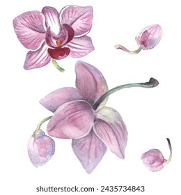 Orchid flower. Vector illustration in watercolor style. Design for textile, wallpapers, Element for design, Greeting card. 