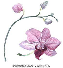 Orchid flower. Vector illustration in watercolor style. Design for textile, wallpapers, Element for design, Greeting card. 