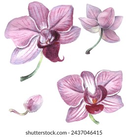 Orchid flower. Vector illustration in watercolor style. Design for textile, wallpapers, Element for design, Greeting card. 