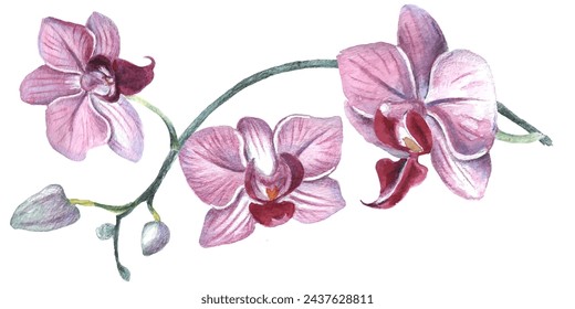 Orchid flower. Vector illustration in watercolor style. Design for textile, wallpapers, Element for design, Greeting card. 