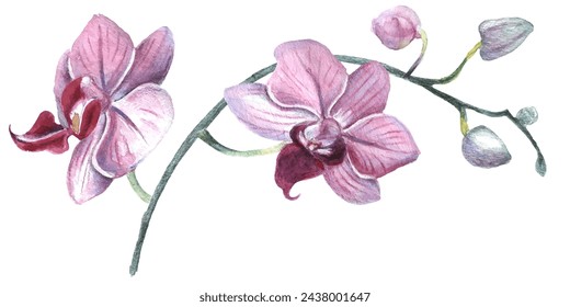 Orchid flower. Vector illustration in watercolor style. Design for textile, wallpapers, Element for design, Greeting card. 