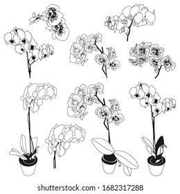 Orchid flower vector set isolated on a white background.
