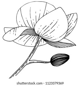 Orchideenblume im Vektorstil einzeln. Vollständiger Name der Pflanze: Orchidee. Vektorblume für Hintergrund, Textur, Wrapper-Muster, Rahmen oder Rahmen.