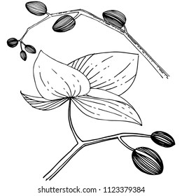 Flor orquídea aislada en un estilo vectorial. Nombre completo de la planta: orquídea. Flor vectorial para fondo, textura, patrón envolvente, marco o borde.