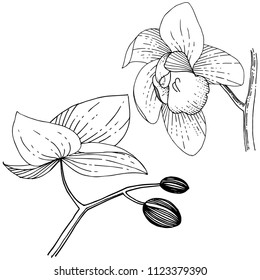 Orchid flower in a vector style isolated. Full name of the plant: orchid. Vector flower for background, texture, wrapper pattern, frame or border.