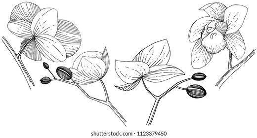 Flor orquídea aislada en un estilo vectorial. Nombre completo de la planta: orquídea. Flor vectorial para fondo, textura, patrón envolvente, marco o borde.