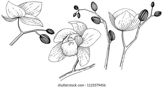 Orchid flower in a vector style isolated. Full name of the plant: orchid. Vector flower for background, texture, wrapper pattern, frame or border.