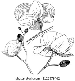 Orchid flower in a vector style isolated. Full name of the plant: orchid. Vector flower for background, texture, wrapper pattern, frame or border.