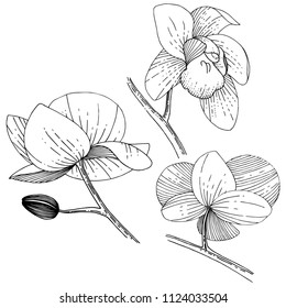 Orchid flower in a vector style isolated. Full name of the plant: orchid. Vector flower for background, texture, wrapper pattern, frame or border.