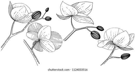 Orchid flower in a vector style isolated. Full name of the plant: orchid. Vector flower for background, texture, wrapper pattern, frame or border.