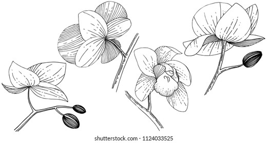Orchid flower in a vector style isolated. Full name of the plant: orchid. Vector flower for background, texture, wrapper pattern, frame or border.