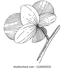 Orchid flower in a vector style isolated. Full name of the plant: orchid. Vector flower for background, texture, wrapper pattern, frame or border.
