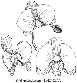 Orchid flower in a vector style isolated. Full name of the plant: orchid. Vector flower for background, texture, wrapper pattern, frame or border.